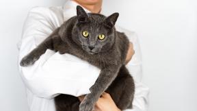 “우리집 뚱냥이도 다이어트?”…동물용 ‘비만 치료제’ 개발 본격화