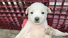 “강아지가 화근”…나주시의회 34년 만에 첫 의원 징계