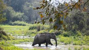 印서 야생 코끼리떼 주택 짓밟아 잠자던 일가족 등 6명 사망