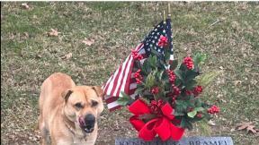 주인도 아닌데 매일 찾아와…美 공동묘지 ‘의문의 개’