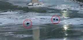 ‘또 발견’…영풍 석포제련소 앞 하천서 ‘수달’ 3마리 포착