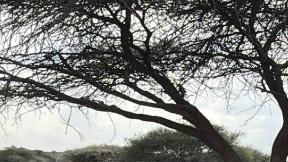 “잠자는 사자 건드려”…노홍철, 아프리카서 간담 서늘 근황