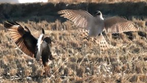 ‘천연기념물’ 참매 vs ‘겨울 철새’ 말똥가리 먹이다툼…승자는?