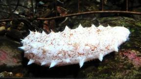 10만 마리 중 1마리…日바다서 행운 부른다는 ‘백해삼’ 포획