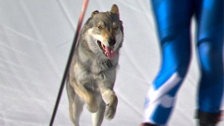 올림픽 경기에 난입한 ‘뜻밖의 선수’…결승선까지 통과
