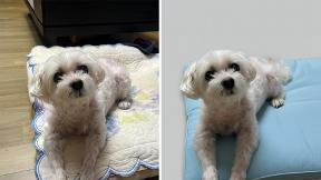 “강아지 뒤 배경 지워줘” 하자… 5초만에 깔끔한 사진 변신