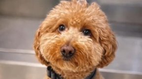 22kg 몸무게가 12kg 반토막…영하 설산서 43일 버틴 노견의 기적