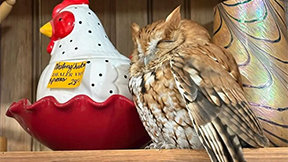 “판매용 장식품 아녔어?”…뉴욕 골동품점 선반서 졸던 ‘야생 부엉이’