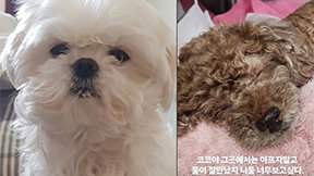 절친 이주승·구성환, 반려견 연이어 떠나보내…꽃분이 이어 코코도