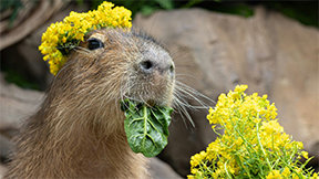 “나 오늘 꽃단장했어”…카피바라 유채꽃 꽂고 힐링 중