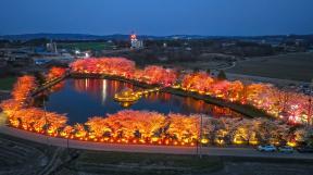 하트 모양 벚꽃 명소…알고보면 선조들의 ‘생존 과학’
