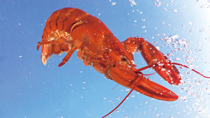 “먹는 랍스터 아닌데?”…식당 ‘마스코트’ 바다에 던진 환경운동가 논란