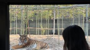 “맹수와 눈 맞추고 판다와 힐링”…에버랜드, 봄 시즌 50만명 몰렸다