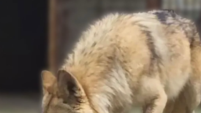 “늑구 보고 싶은데, 영상이라도 올려 달라”…오월드 대박 예고