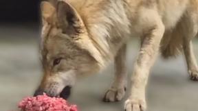 “늑구 보고 싶은데, 영상이라도 올려 달라”…오월드 대박 예고