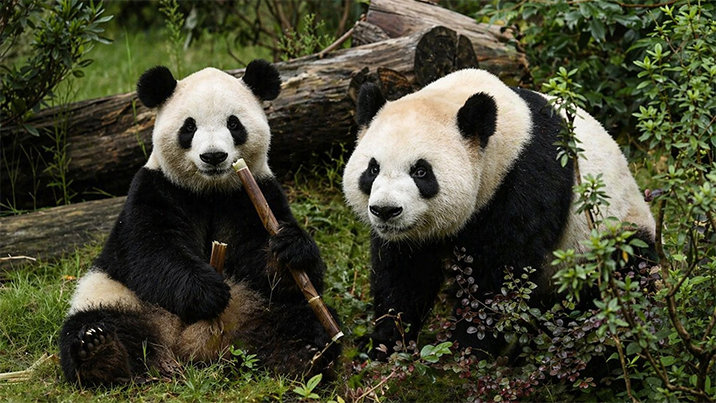 中 ‘판다 외교’ 재개…애틀랜타 동물원에 한쌍 보낸다
