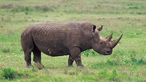 코뿔소 보호하려다 ‘봉변’…사고로 세상 떠난 남아공 활동가