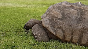 ‘194세’ 세계 최고령 거북이 조나단…“300세까지 살 수도”