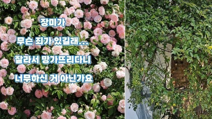 “잘 키워보려 그랬다”…‘파란대문장미’ 잘라간 60대 남녀