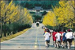 12일 경주에서 펼쳐진 동아 경주오픈마라톤대회