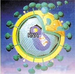 HIV의 유전정보는 RNA의 배열로 나타난다