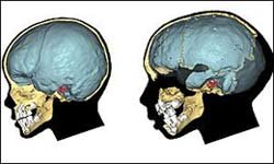 현생인류(왼)와 네안데르탈인 두개골형상