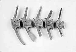 원주 법천리에서 출토된 1500년전의 돔 뼈