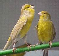 노래소리로 건강을 과시하는 카나리아 수컷.