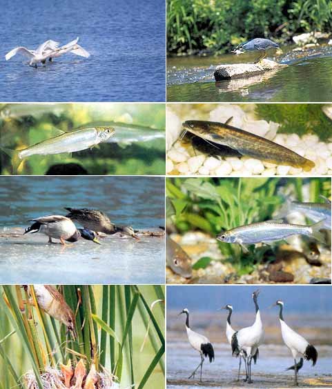 왼쪽 위에서 시계방향으로 큰고니,해오라기,매기,살치,두루미,개개비,청둥오리,은어