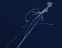 2001년 5월 태평양 오하우섬 근처 3380m해저에서 발견된 오징어.