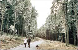 타우누스산의 서리를 맞은 가문비나무숲