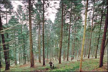 슈바르츠발트의 일부인 가문비나무숲