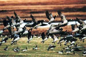 겨울을 나기 위해 대이동을 하는 기러기떼