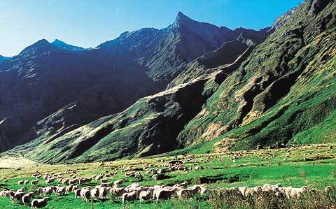 아스파이어링 산 자락에 있는 목장에서 양떼들이 초가을 햇살 아래 한가로이 풀을 뜯고 있다