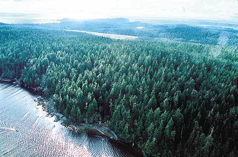 캐나다 서부 태평양상에 위치한 밴쿠버섬의 뱀필드 온대우림지대