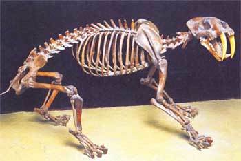 길어진 송곳니 때문에 멸종됐다고 알려져온 '검치호'의골격