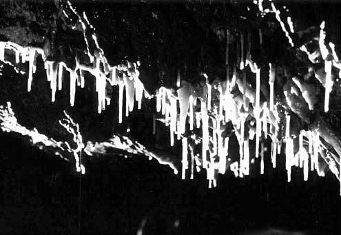 동굴 천장에 매달린 채로 자라고 있는 동굴스트로 - 사진제공=삼척세계동굴엑스포조직위원회