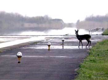 고라니가 F16기 추락 사고로 비행기의 이착륙이 잠시 멈춘 활주로에 조심스럽게 다가서고 있다(사진제공 KBS)