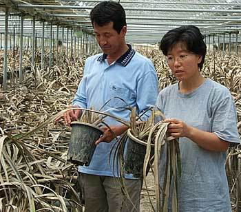 이득만, 정윤자씨 부부가 21일 쓰레기로 변한 양란들을 보며서 망연자실해 하고 있다. - 김해=강정훈기자