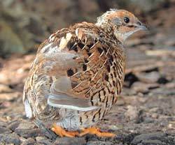 사촌끼리 짝을 맺는 일본메추라기. 사진제공 APA