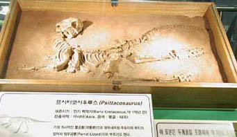 앵무공룡 프시타코사우루스의 골격화석. 사진제공 국립중앙과학관
