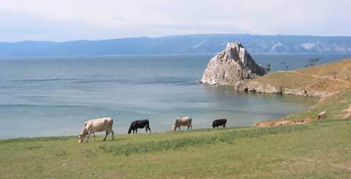 시베리아 최고의 성지인 바이칼호 내 올혼섬에서 바라본 호수와 불한 바위. 기후가 건조해 섬의 대부분이 초원이고 소를 방목한다. /신동호 동아사이언스기자 dongho@donga.com