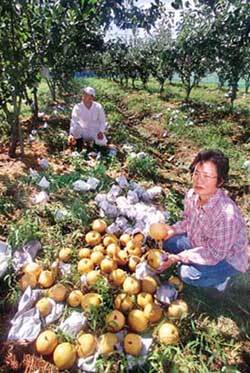 2일 전남 나주시 금천면의 농민이 태풍으로 떨어진 배를 움켜쥐고 허탈한 표정을 짓고 있다. 사진제공 전남일보