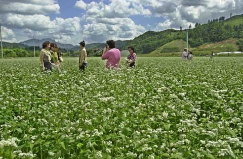 강원 평창 봉평면의 메밀꽃밭을 찾은 관광객들