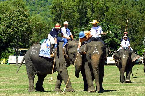 지난해 태국에서 열린 코끼리 폴로경기에서 참가자들이 코끼리를 탄채 경기에 열중하고 있다.