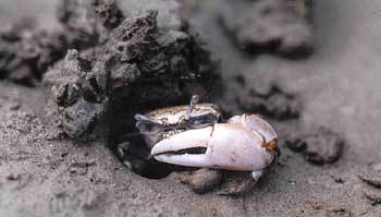 집게발을 흔들면서 '이리와'하며 춤을 추는 흰발농게 - 사진제공 김태원