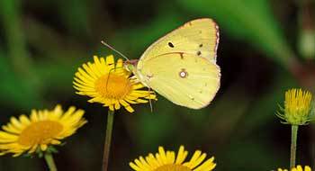 서울 마포구 상암동 월드컵공원에 서식하고 있는 노랑나비 - 사진제공 월드컵공원관리사업소