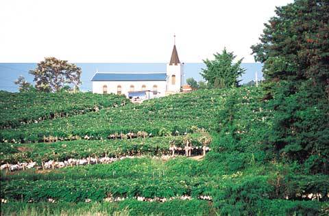 송산꿀포도의 원산지인 마산포의 고포교회 아래 포도밭. 화성 마산포-조성하기자