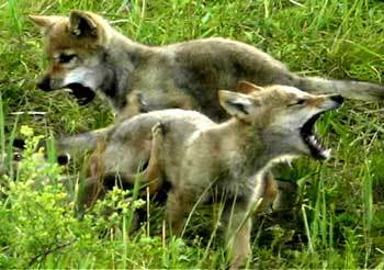 야생동물보호센터에서 태어난 ‘하나’의 ‘신랑 후보’ 늑대들. SBS는 11월초 늑대의 복원 과정을 그린 자연다큐를 방영한다.사진제공 SBS