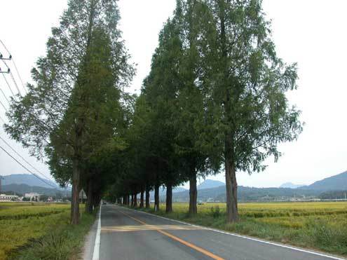 메타세콰이어 가로수 길